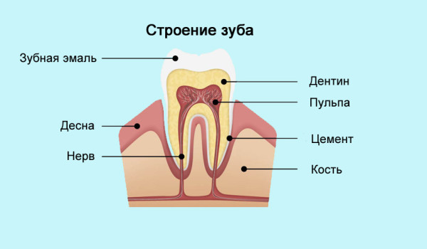 Анатомия зуба: основные компоненты и их функции