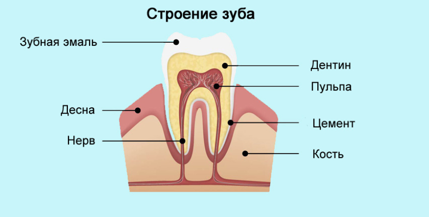 Анатомия зуба: основные компоненты и их функции
